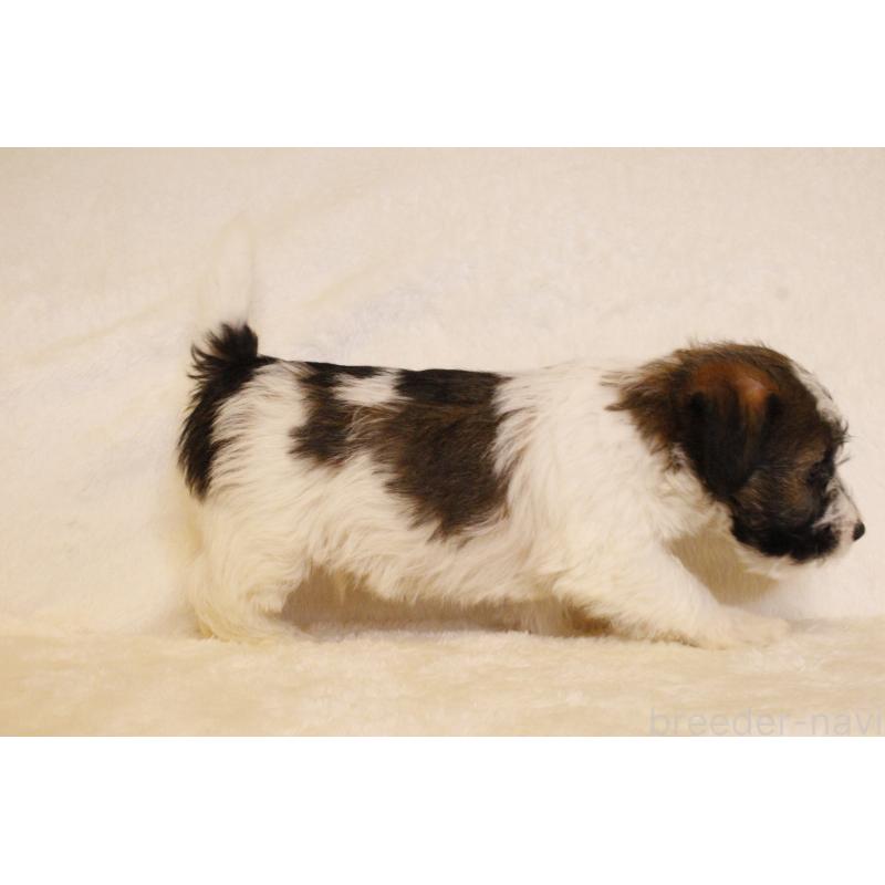 販売中の和歌山県のジャックラッセルテリア-442100の9枚目