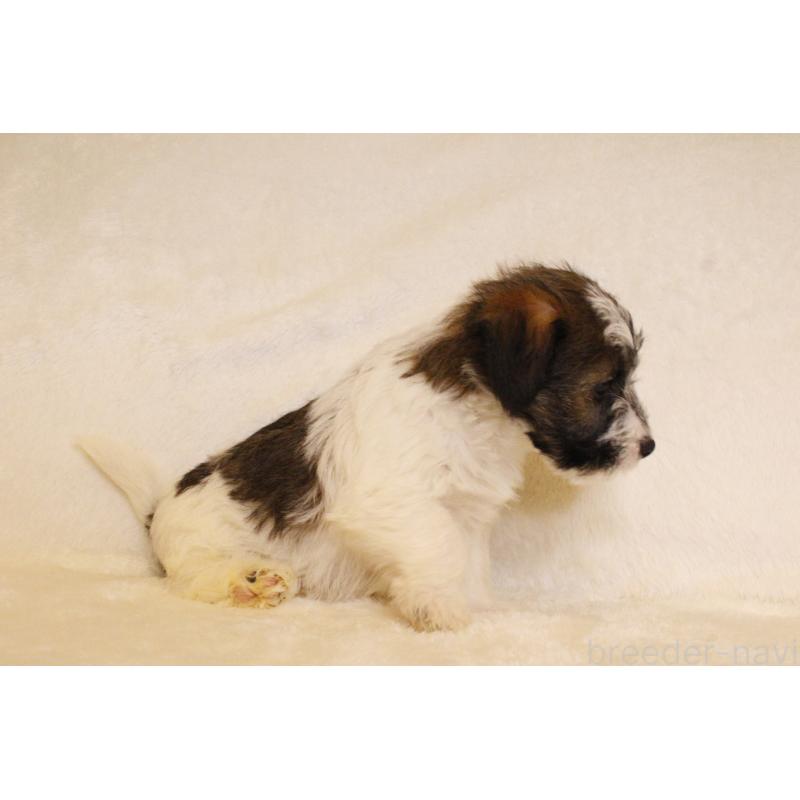 販売中の和歌山県のジャックラッセルテリア-442100の8枚目