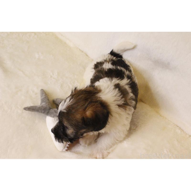 販売中の和歌山県のジャックラッセルテリア-442100の6枚目