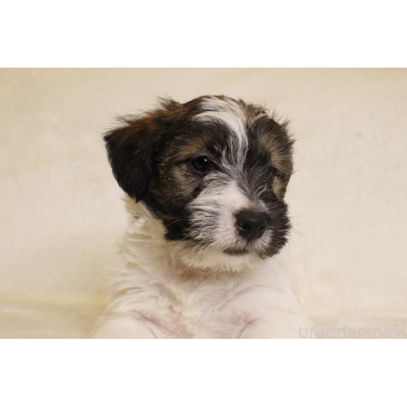 販売中の和歌山県のジャックラッセルテリア-442100の5枚目