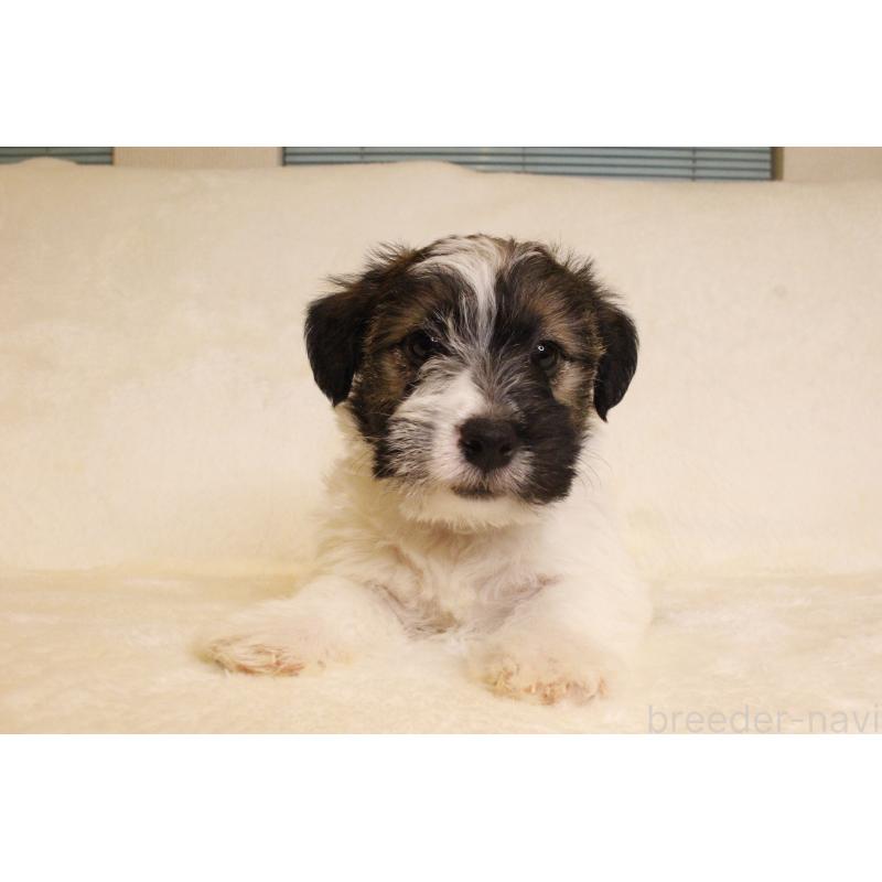 販売中の和歌山県のジャックラッセルテリア-442100の4枚目