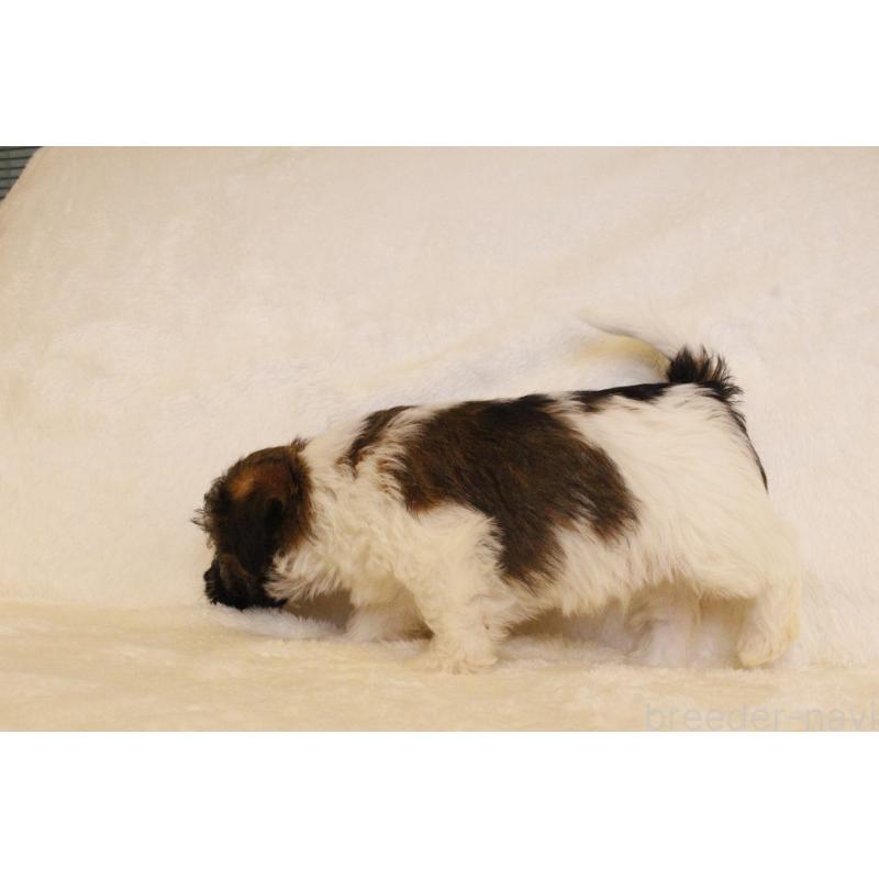 販売中の和歌山県のジャックラッセルテリア-442100の3枚目