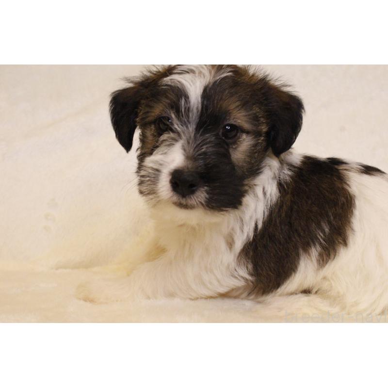 販売中の和歌山県のジャックラッセルテリア-442100の2枚目