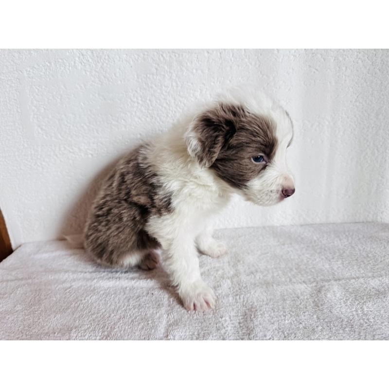 販売中の愛知県のボーダーコリー-442101の4枚目