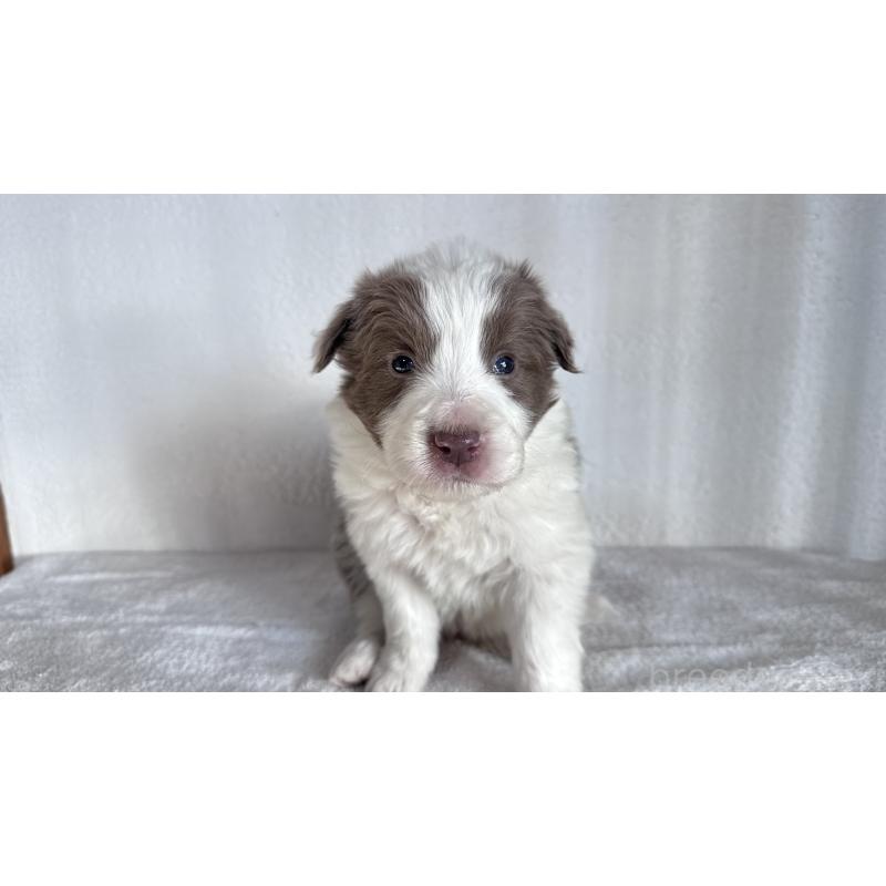 販売中の愛知県のボーダーコリー-442101の3枚目