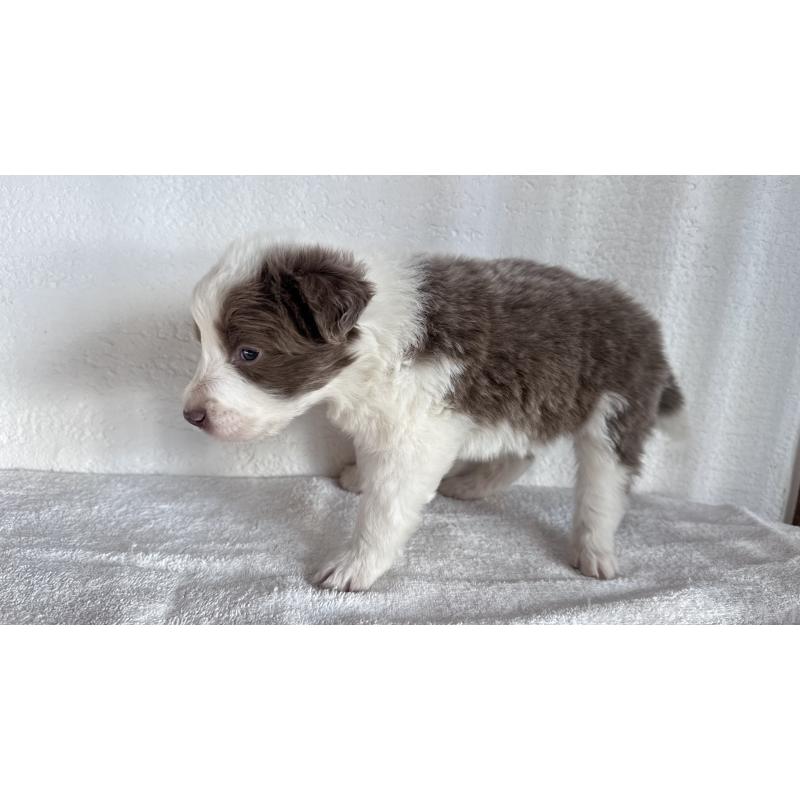 販売中の愛知県のボーダーコリー-442101の2枚目