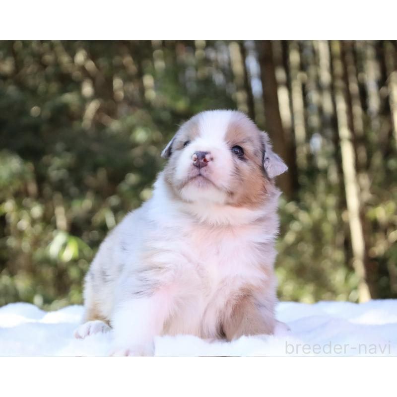 販売中の栃木県のオーストラリアンシェパード-442103の13枚目