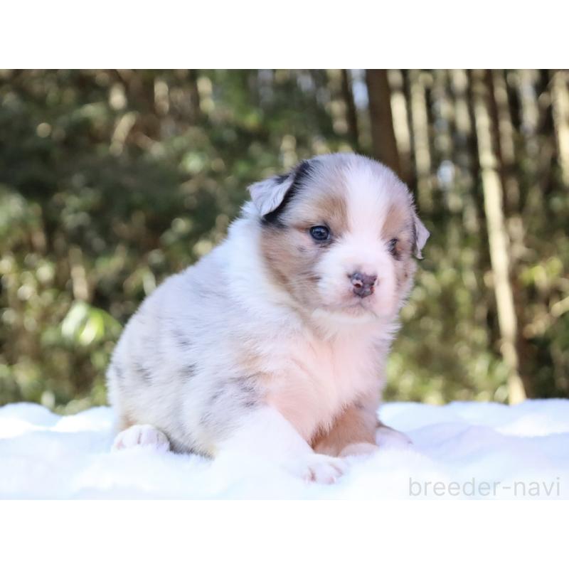 販売中の栃木県のオーストラリアンシェパード-442103の12枚目