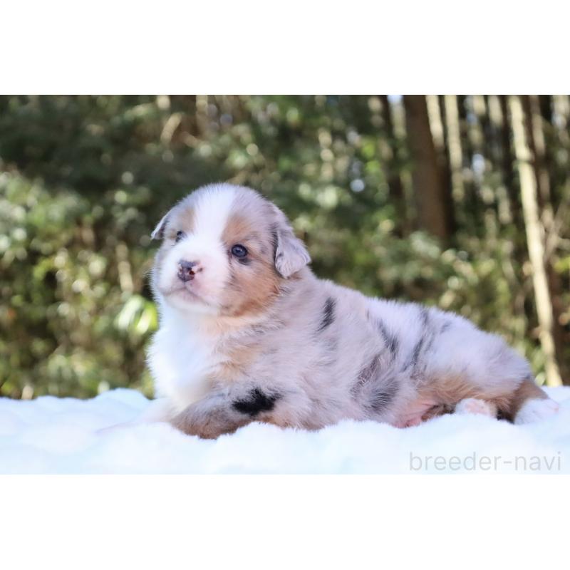 販売中の栃木県のオーストラリアンシェパード-442103の11枚目