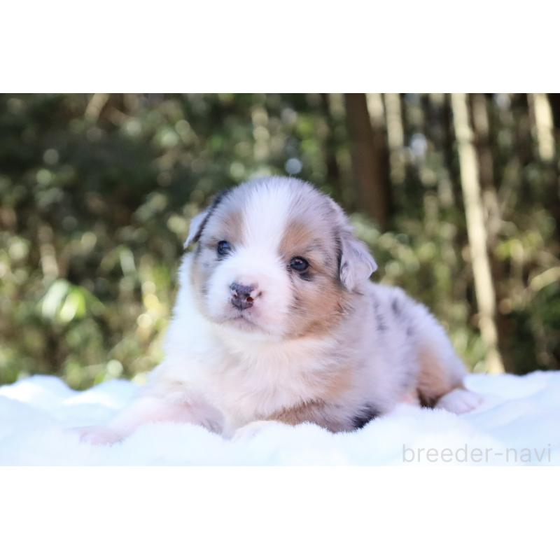 販売中の栃木県のオーストラリアンシェパード-442103の10枚目