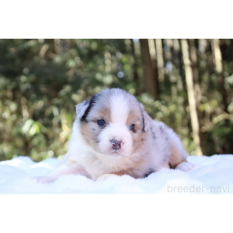 販売中の栃木県のオーストラリアンシェパード-442103の9枚目