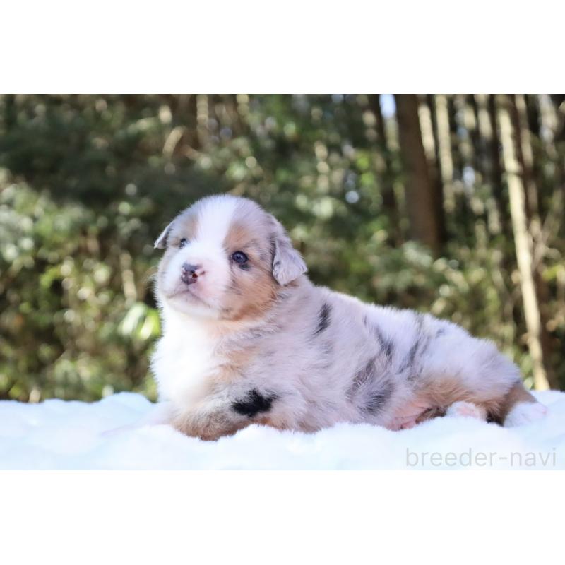 販売中の栃木県のオーストラリアンシェパード-442103の8枚目