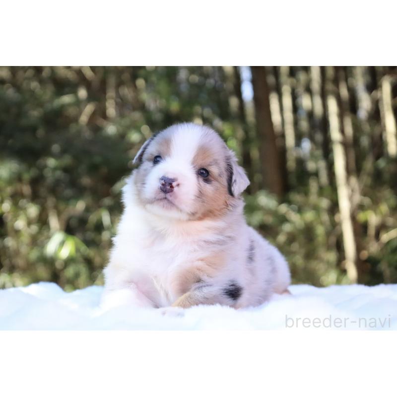 販売中の栃木県のオーストラリアンシェパード-442103の7枚目