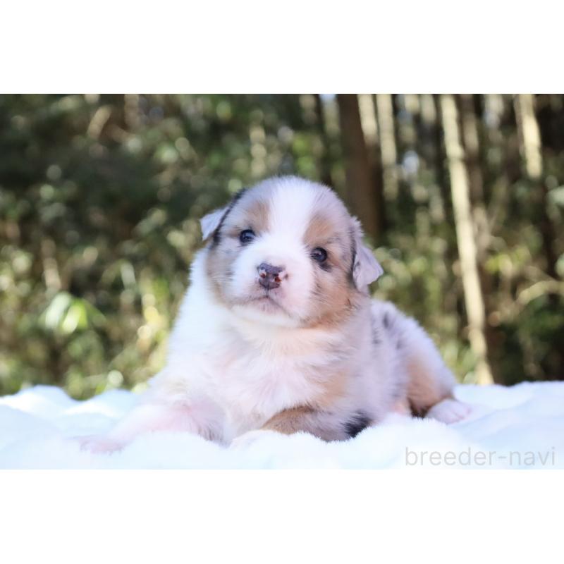 販売中の栃木県のオーストラリアンシェパード-442103の6枚目