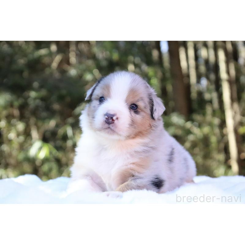 販売中の栃木県のオーストラリアンシェパード-442103の5枚目