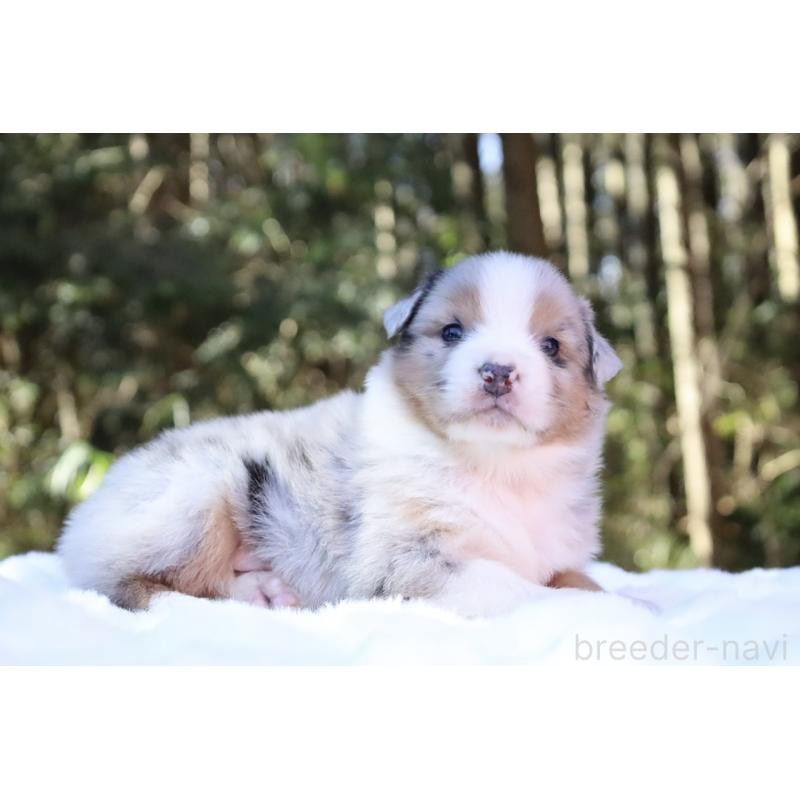 販売中の栃木県のオーストラリアンシェパード-442103の4枚目