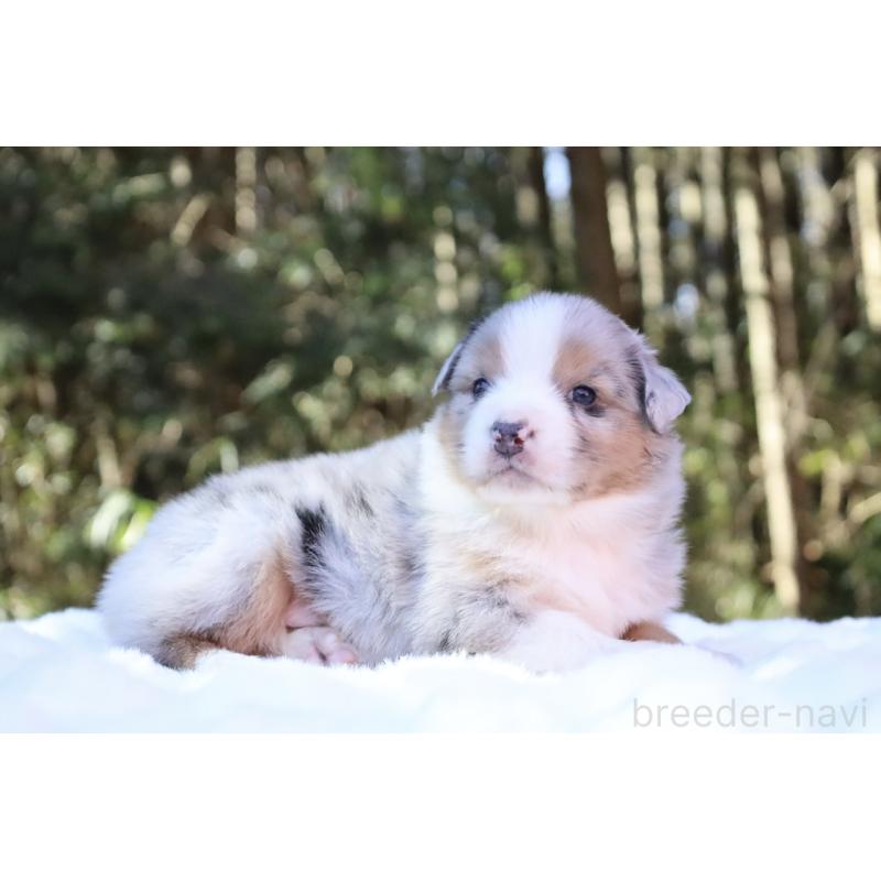 販売中の栃木県のオーストラリアンシェパード-442103の3枚目