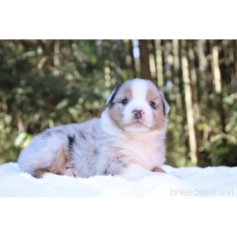 販売中の栃木県のオーストラリアンシェパード-442103の2枚目