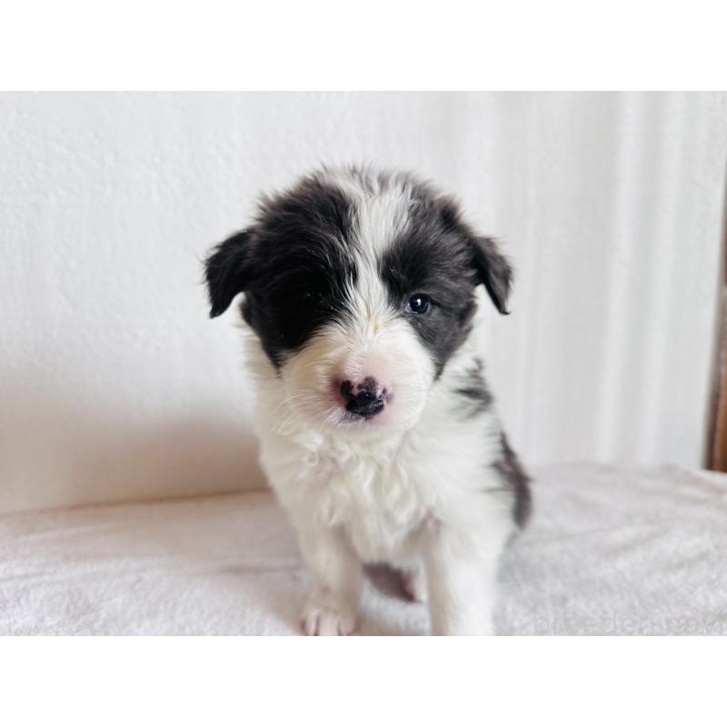 販売中の愛知県のボーダーコリー-442102の4枚目