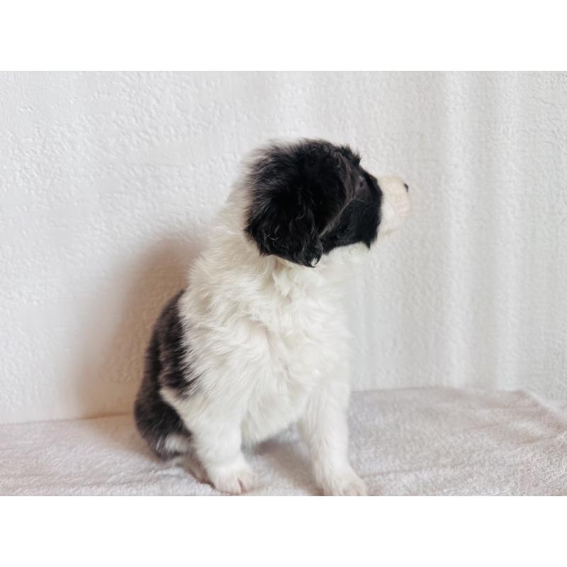 販売中の愛知県のボーダーコリー-442102の3枚目