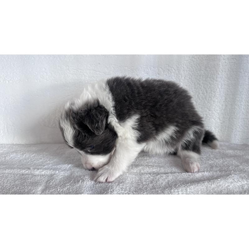 販売中の愛知県のボーダーコリー-442102の2枚目