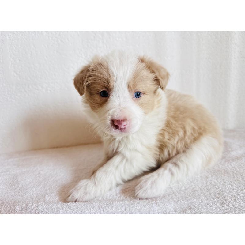 販売中の愛知県のボーダーコリー-442104の6枚目