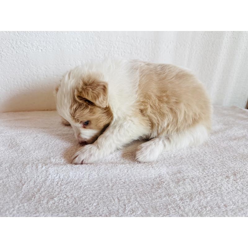 販売中の愛知県のボーダーコリー-442104の5枚目