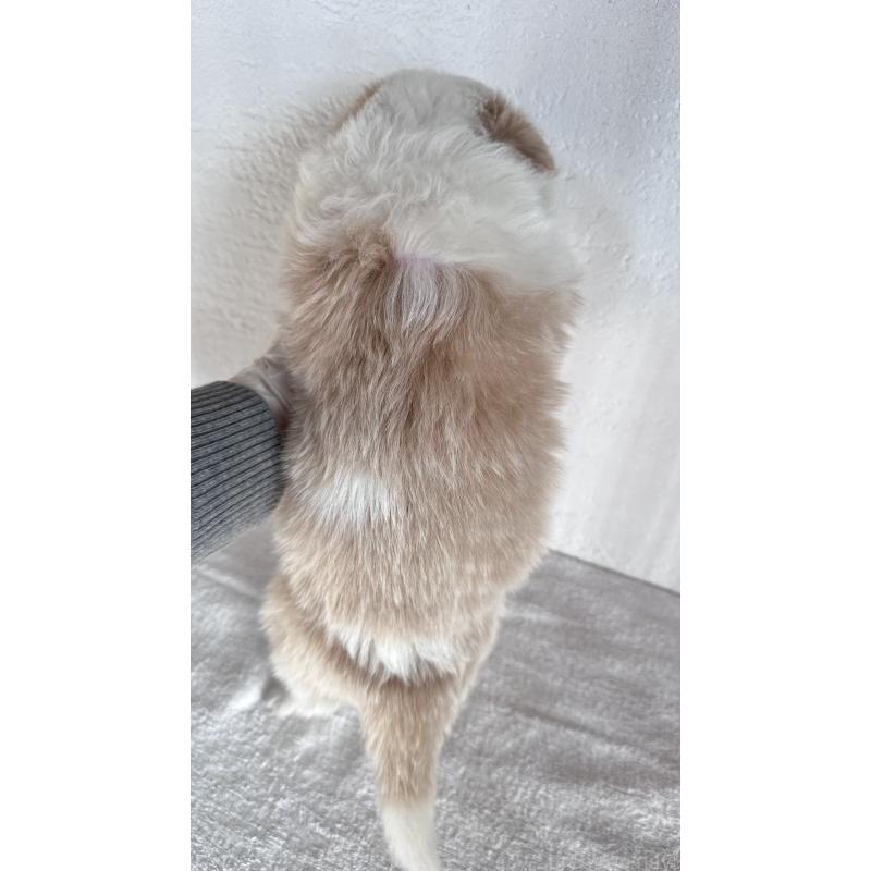 販売中の愛知県のボーダーコリー-442104の4枚目