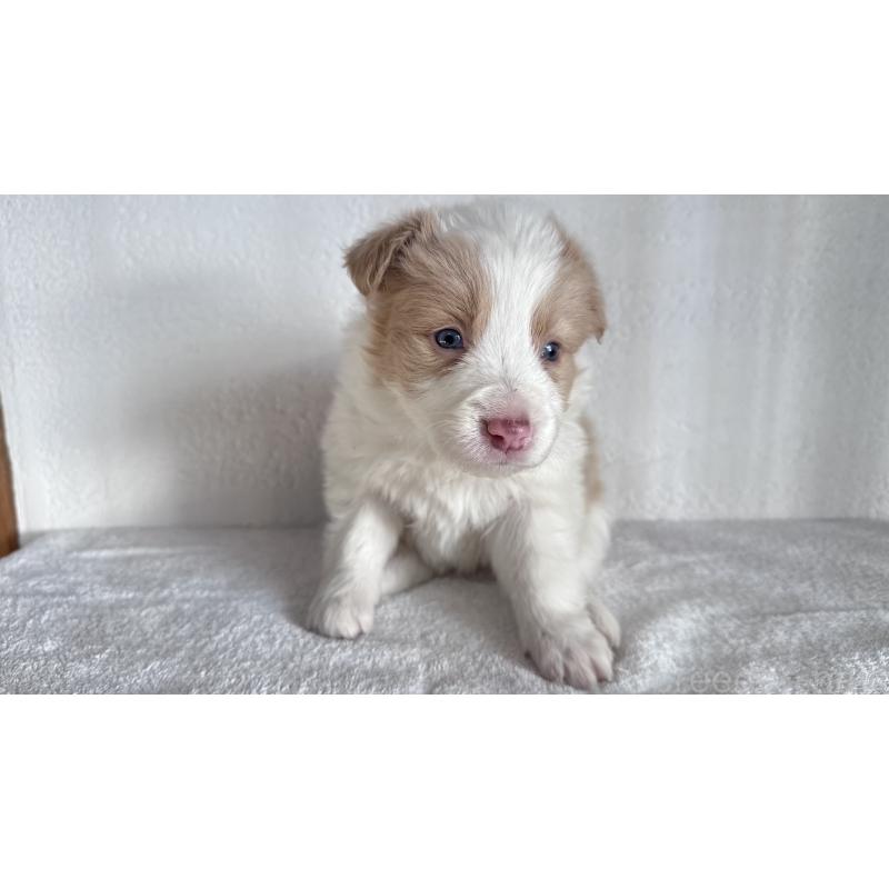 販売中の愛知県のボーダーコリー-442104の2枚目