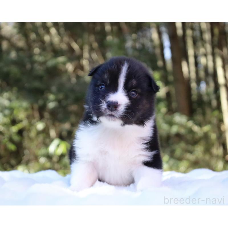 販売中の栃木県のオーストラリアンシェパード-442108の13枚目