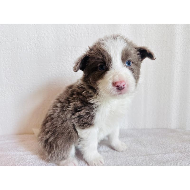 販売中の愛知県のボーダーコリー-442105の5枚目