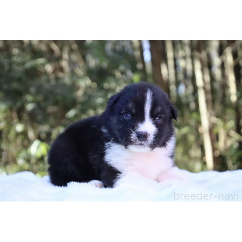 販売中の栃木県のオーストラリアンシェパード-442108の11枚目