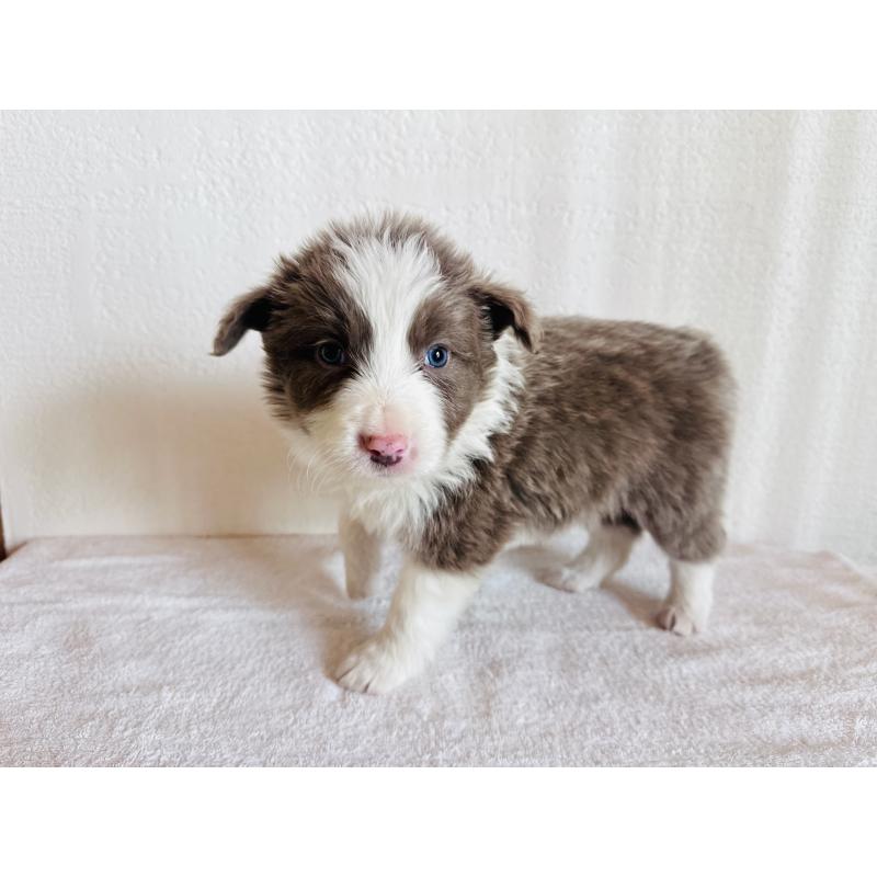 販売中の愛知県のボーダーコリー-442105の4枚目