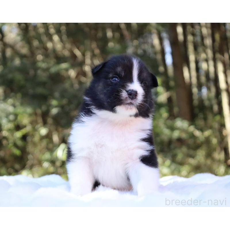 販売中の栃木県のオーストラリアンシェパード-442108の9枚目