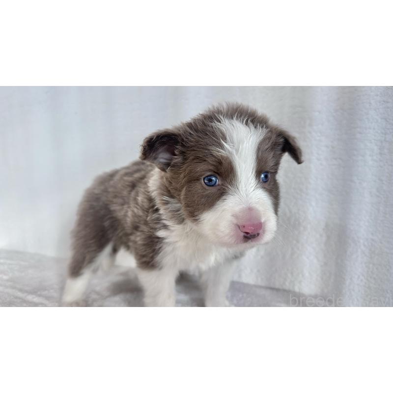 販売中の愛知県のボーダーコリー-442105の3枚目