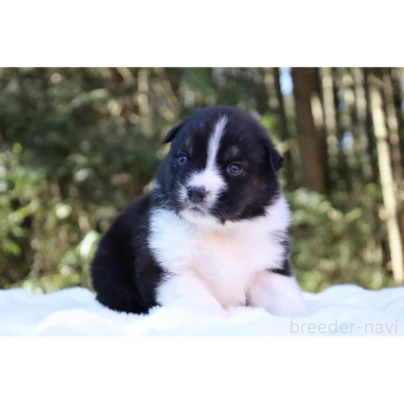 販売中の栃木県のオーストラリアンシェパード-442108の8枚目