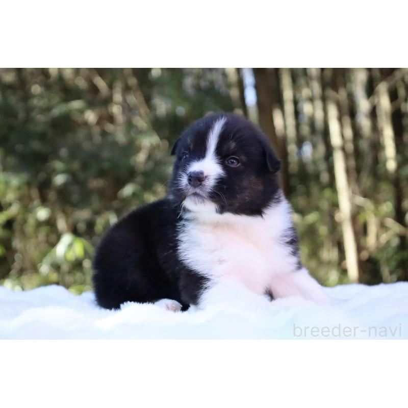 販売中の栃木県のオーストラリアンシェパード-442108の7枚目