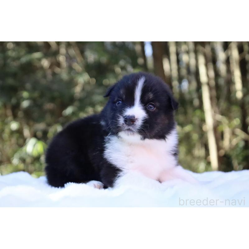 販売中の栃木県のオーストラリアンシェパード-442108の6枚目