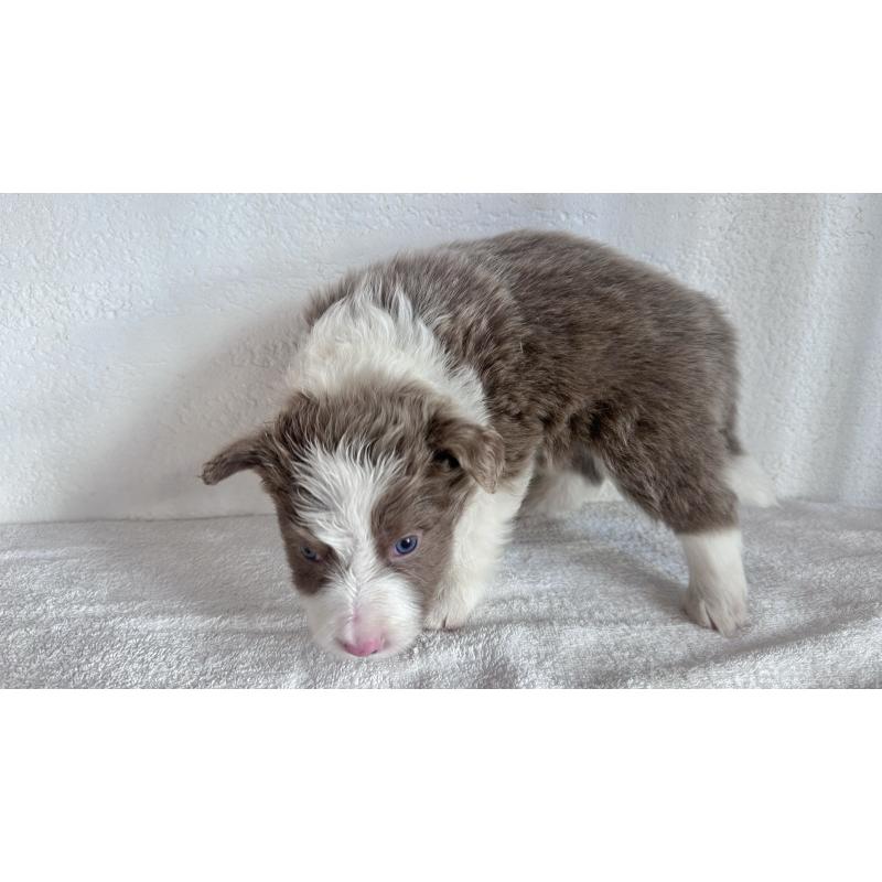 販売中の愛知県のボーダーコリー-442105の2枚目