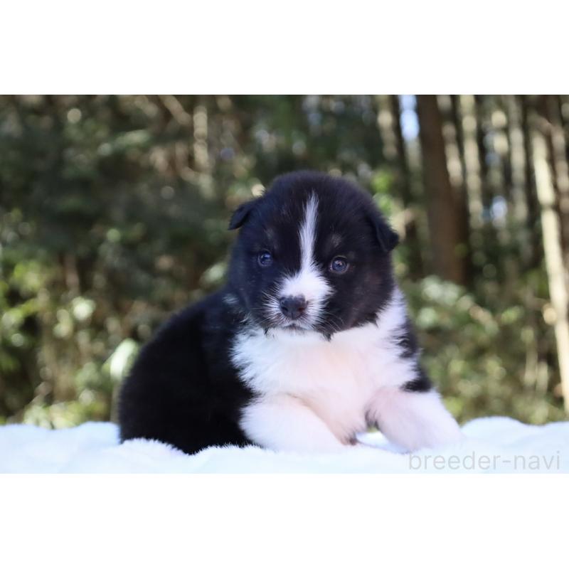 販売中の栃木県のオーストラリアンシェパード-442108の5枚目