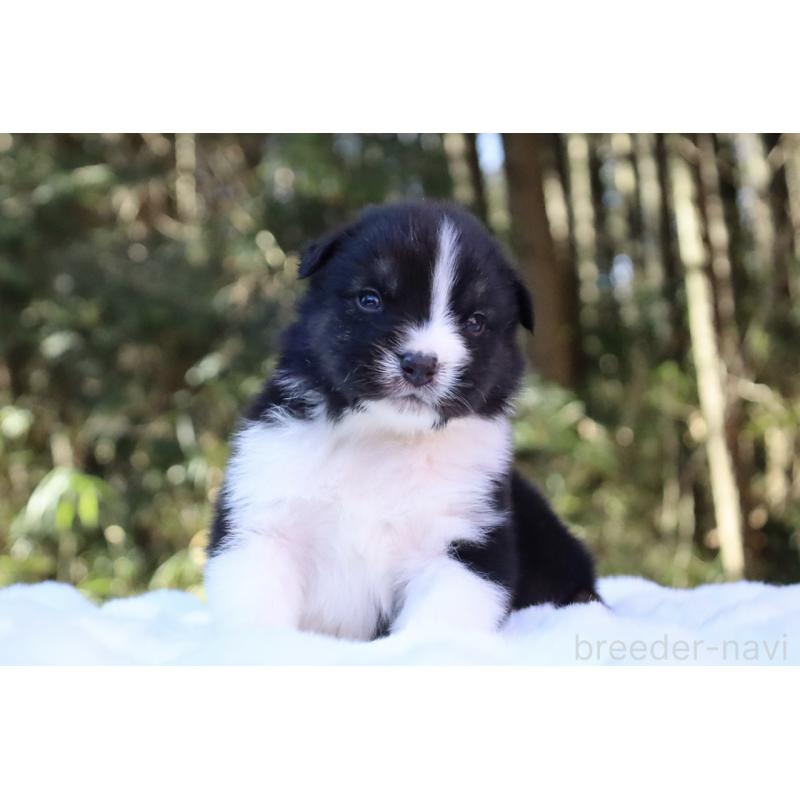 販売中の栃木県のオーストラリアンシェパード-442108の4枚目