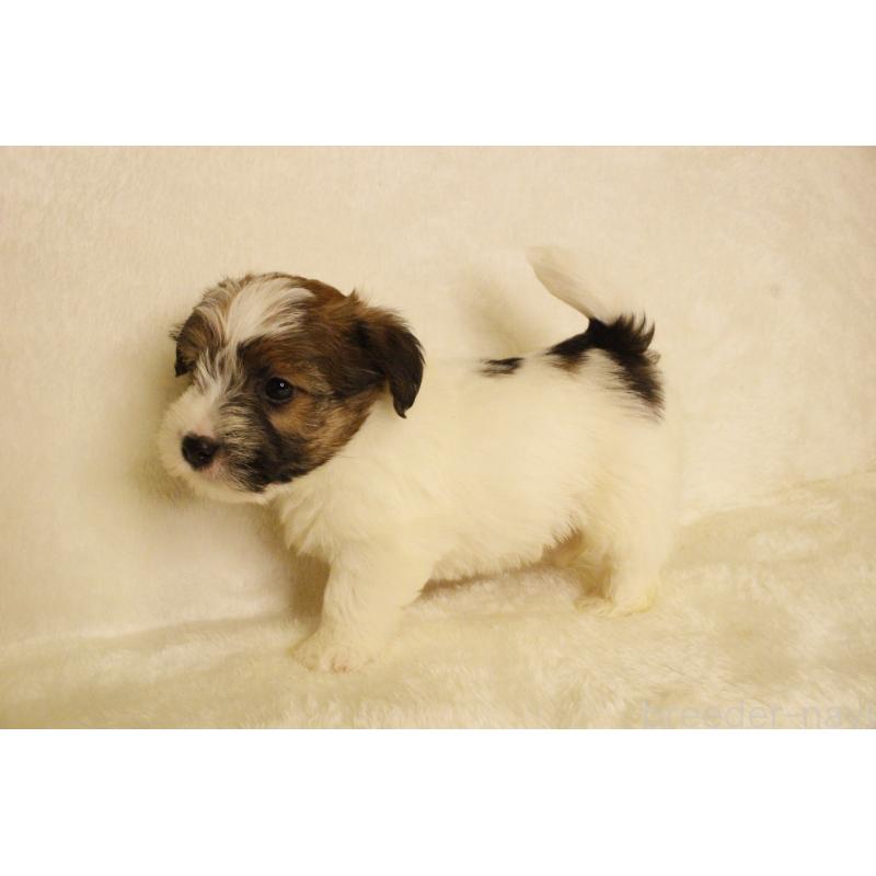 販売中の和歌山県のジャックラッセルテリア-442106の19枚目