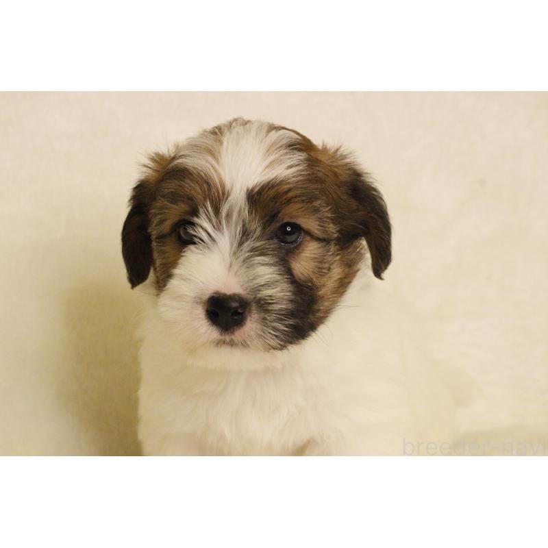 販売中の和歌山県のジャックラッセルテリア-442106の18枚目