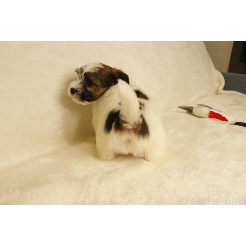 販売中の和歌山県のジャックラッセルテリア-442106の16枚目