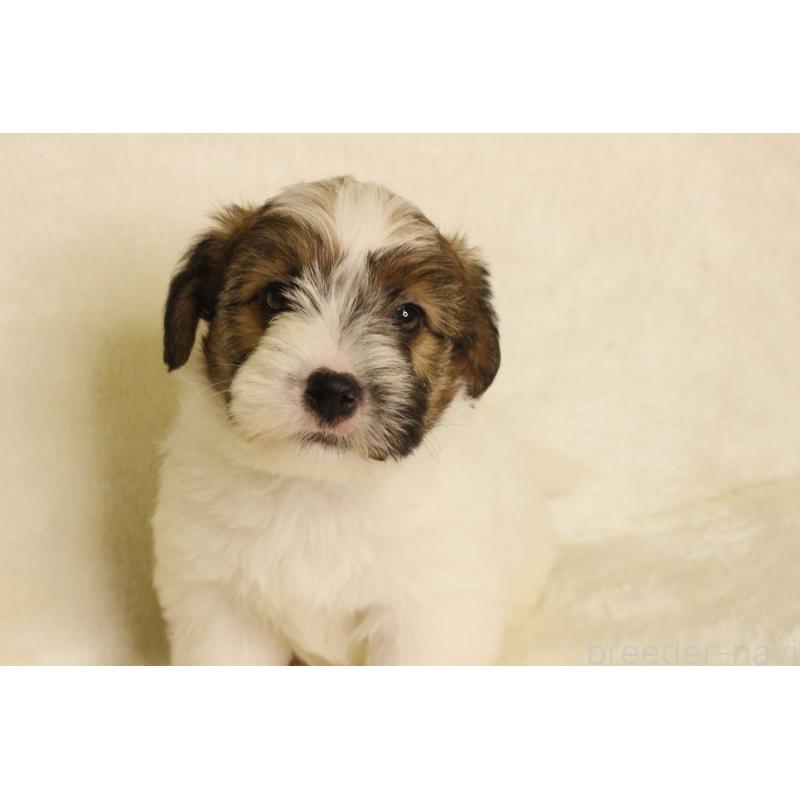 販売中の和歌山県のジャックラッセルテリア-442106の15枚目