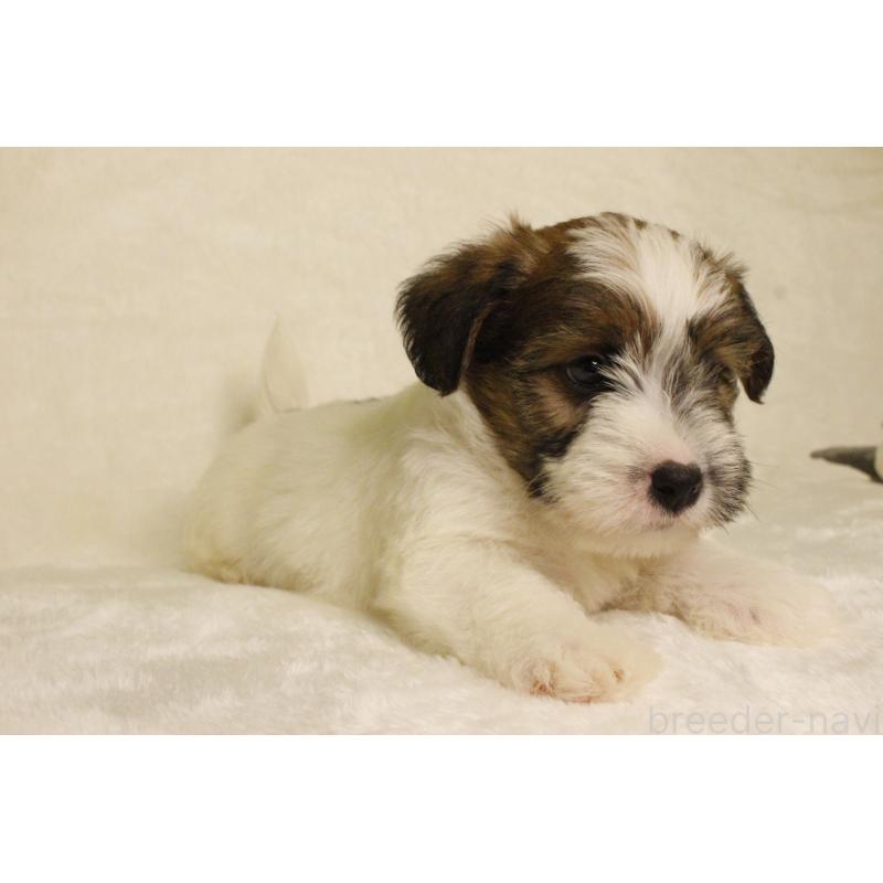 販売中の和歌山県のジャックラッセルテリア-442106の14枚目