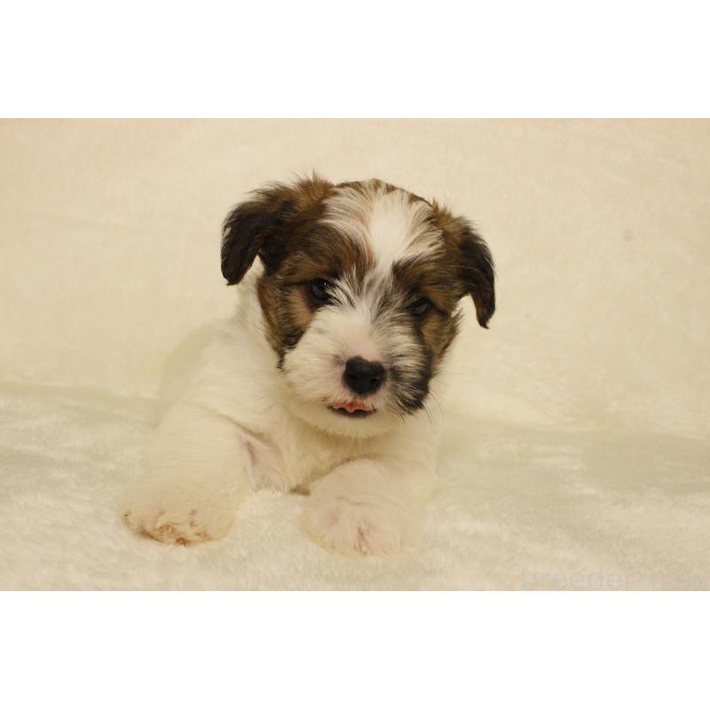 販売中の和歌山県のジャックラッセルテリア-442106の13枚目