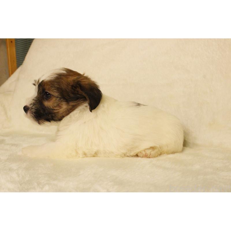 販売中の和歌山県のジャックラッセルテリア-442106の12枚目