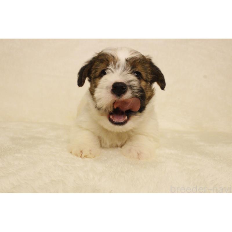 販売中の和歌山県のジャックラッセルテリア-442106の11枚目