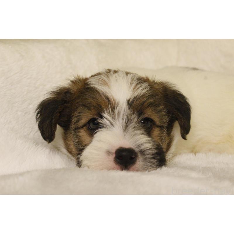 販売中の和歌山県のジャックラッセルテリア-442106の9枚目